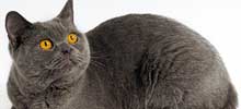 猫の種類と画像「シャルトリュー」