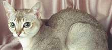 猫の種類と画像「シンガプーラ」