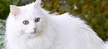 猫の種類と画像「ターキッシュアンゴラ」