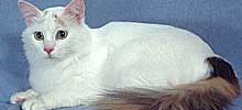 猫の種類と画像「ターキッシュバン」