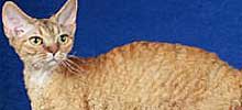 猫の種類と画像「デボンレックス」