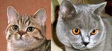 猫の種類と画像「ブリティッシュショートヘア」