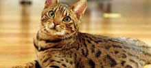 猫の種類と画像「ベンガル」