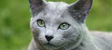 猫の種類と画像「ロシアンブルー」