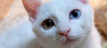 猫の種類と画像「白ネコ」