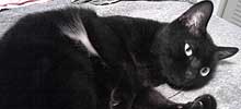 猫の種類と画像「黒ネコ」