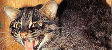 猫の種類と画像「イリオモテヤマネコ・ツシマヤマネコ」
