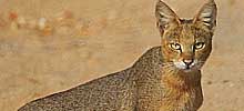 猫の種類と画像「ジャングルキャット」