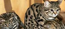 猫の種類と画像「クロアシネコ」