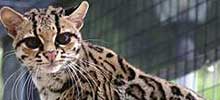 猫の種類と画像「ジャガーネコ」
