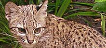 猫の種類と画像「ジョフロイネコ」