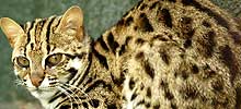猫の種類と画像「ベンガルヤマネコ」