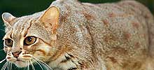 猫の種類と画像「サビイロネコ」